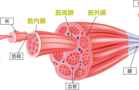 筋膜の説明の画像
